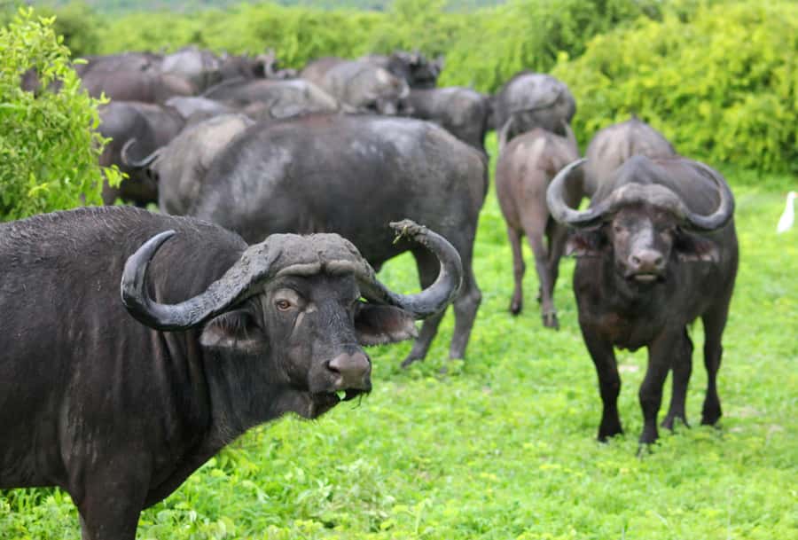 sunset safari big 5 Game reserve Group Tour - Booking details that matter
