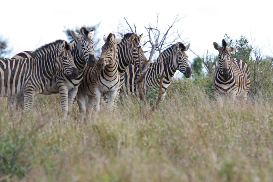 sunset safari big 5 Game reserve Group Tour - From mountain valleys to Karoo country