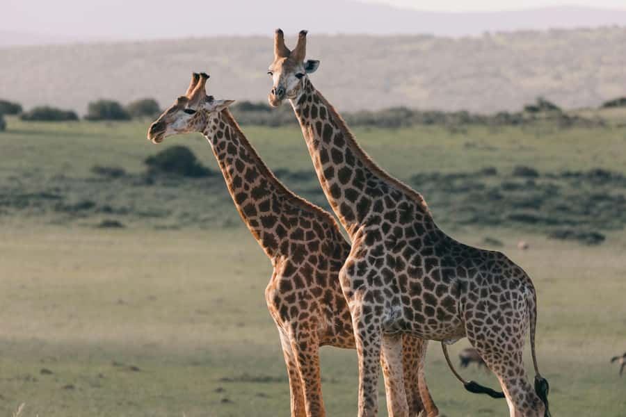sunset safari big 5 Game reserve Group Tour - The transport question