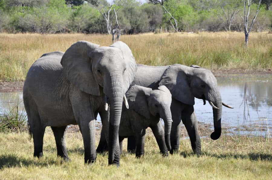 sunset safari big 5 Game reserve Group Tour - Who will get the most from this safari