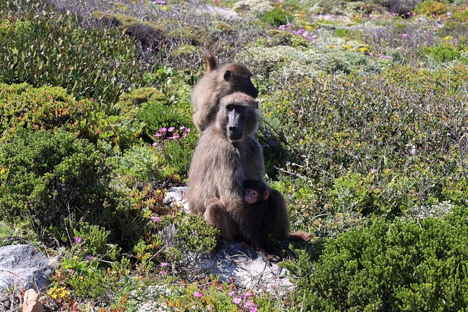 Supersaver: Cape of Good Hope and Cape Point Day Tour from Cape Town - Boyes Drive and Muizenberg’s surf coast
