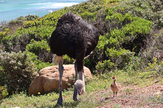 Supersaver: Cape of Good Hope and Cape Point Day Tour from Cape Town - Maidens Cove and Camps Bay in 15 minutes
