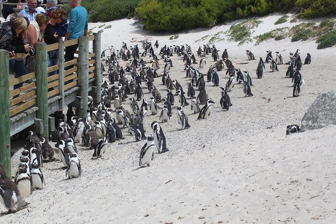 Swim with Penguins At Boulders Chapman's Peak Exc Entry Fees - What the price really means