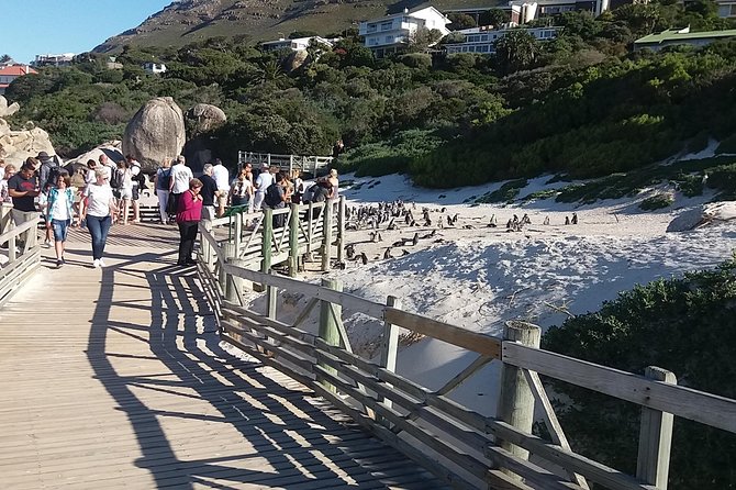 Swim with Penguins At Boulders Chapman's Peak Exc Entry Fees - Who will get the most from this Cape Peninsula day