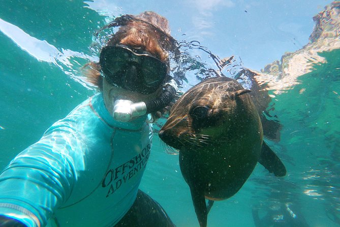 Swim with Seals - Key points at a glance