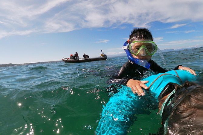 Swim with Seals - Snorkeling in the protected bay