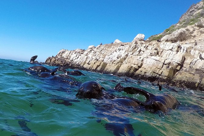 Swim with Seals - The return trip and the photo option