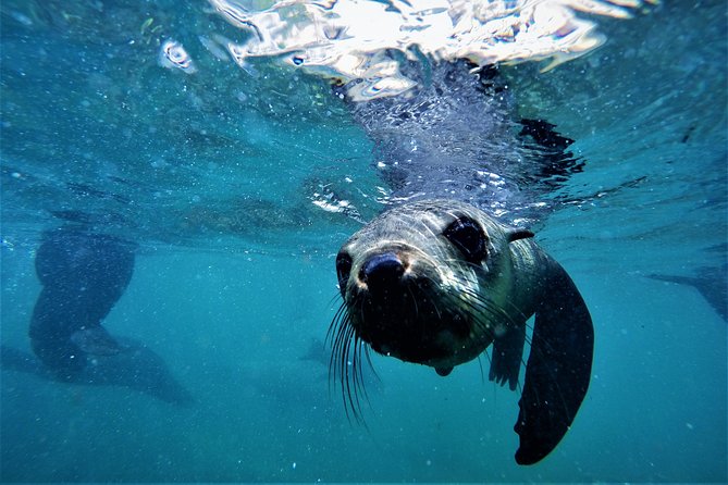 Swim with Seals - Who should book this experience?