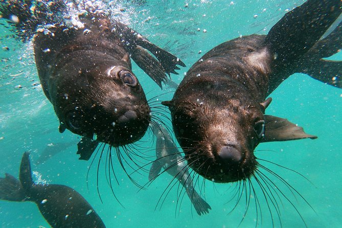 Swim with Seals - Practical details before you book
