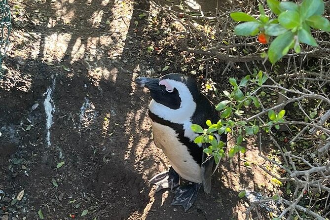 Table Mountain and Penguins Half Day Shared Group Tour - Starting in Cape Town at 7:00 am