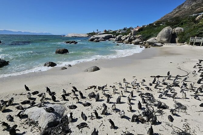 Table Mountain Boulder's Beach and Cape Point - The Atlantic Seaboard and Hout Bay