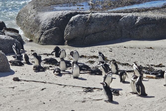 Table Mountain Boulder's Beach and Cape Point - Boulders Beach and its African penguins