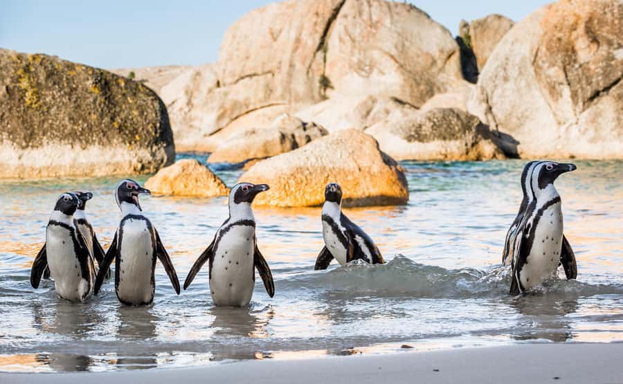 Table Mountain, Boulder's Penguins & Cape Point Private Tour - The Atlantic Seaboard is part of the attraction