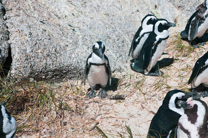 Table Mountain, Cape of good hope Full Day Shared Group Tour - A big Cape Town day, from city streets to wild coast