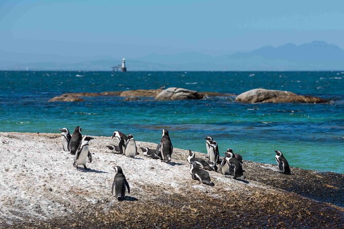 Table Mountain, Cape of good hope Full Day Shared Group Tour - Maiden’s Cove and Noordhoek add breathing room