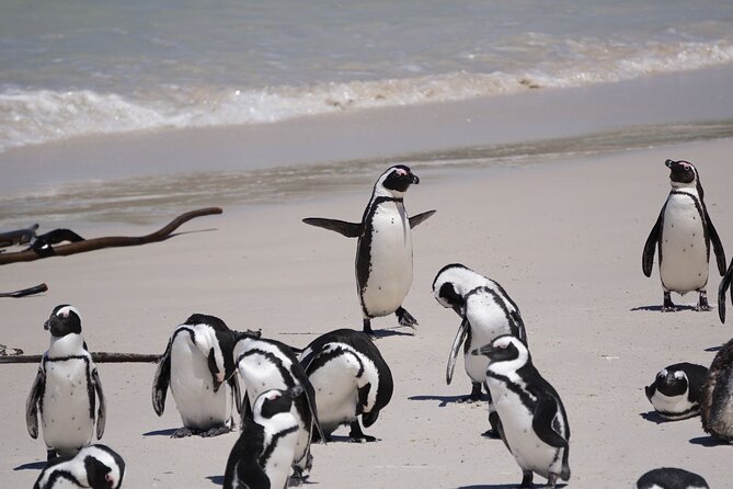 Table Mountain, Cape of good hope Full Day Shared Group Tour - Boulders Beach is the wildlife highlight