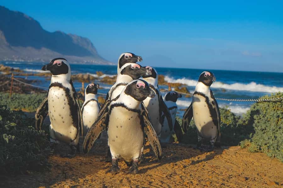 Table Mountain, Cape Of Good Hope, Penguins, Full Day Tour - Who will enjoy this full-day route