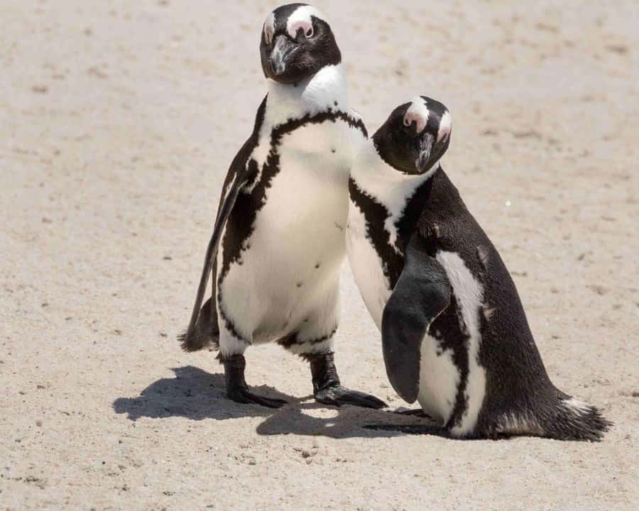 Table Mountain, Cape of Good Hope & Penguins Private Tour - Key points to know before booking