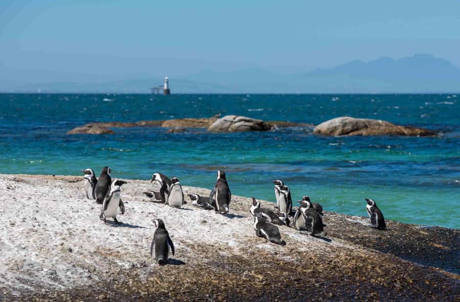 Table Mountain, Cape of Good Hope & Penguins Private Tour - Cape of Good Hope brings cliffs, wildlife, and open water