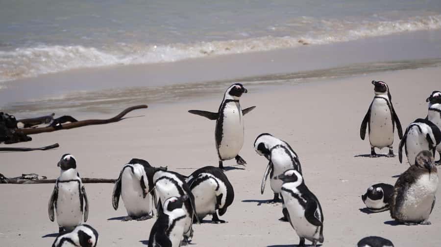 Table Mountain, Cape of Good Hope & Penguins Private Tour - Simon’s Town is your practical pause