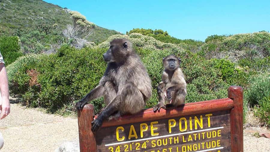 Table Mountain, Cape of Good Hope & Penguins Shared Tour - Cape of Good Hope and the peninsula’s wild edge
