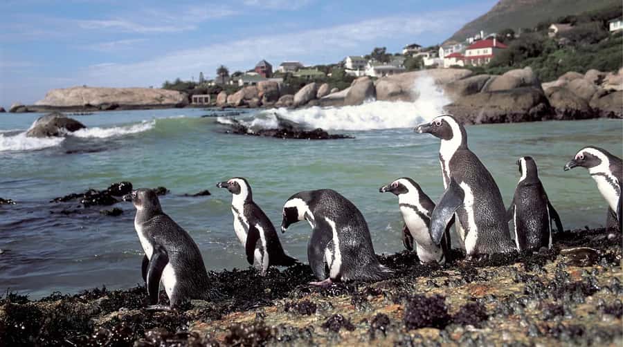 Table Mountain, Cape of Good Hope & Penguins Shared Tour - Ending among the painted homes of Bo-Kaap