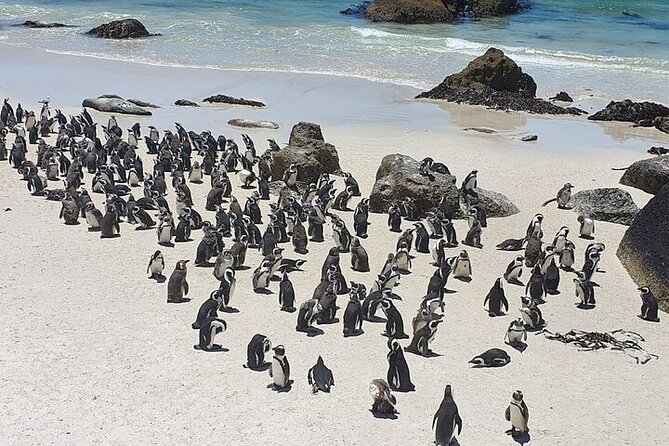 Table Mountain, Cape Point & Penguin Beach ENTRANCE INCLUDED - Fish Hoek gives you a needed lunch break