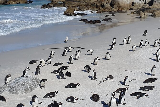 Table Mountain,Cape Point & Penguins Shared Tour, From Cape Town - Boulders Beach brings you close to African penguins