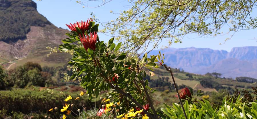 Table Mountain & Constantia Wine Estate Private Combo Tour - Beau Constantia gives you the lunch choice