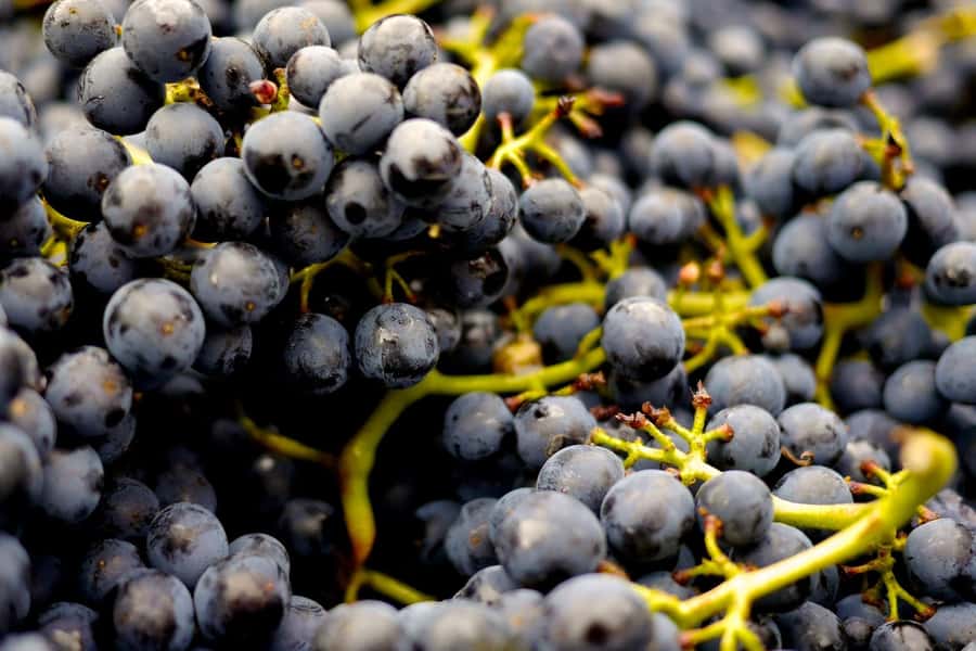 Table Mountain & Constantia Wine Estate Private Combo Tour - Groot Constantia adds the history and the chocolate