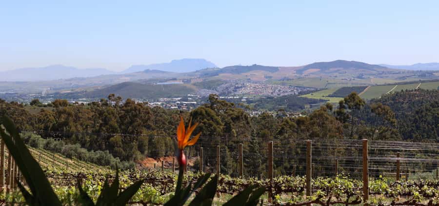 Table Mountain & Constantia Wine Estate Private Combo Tour - Steenberg finishes with a polished final tasting