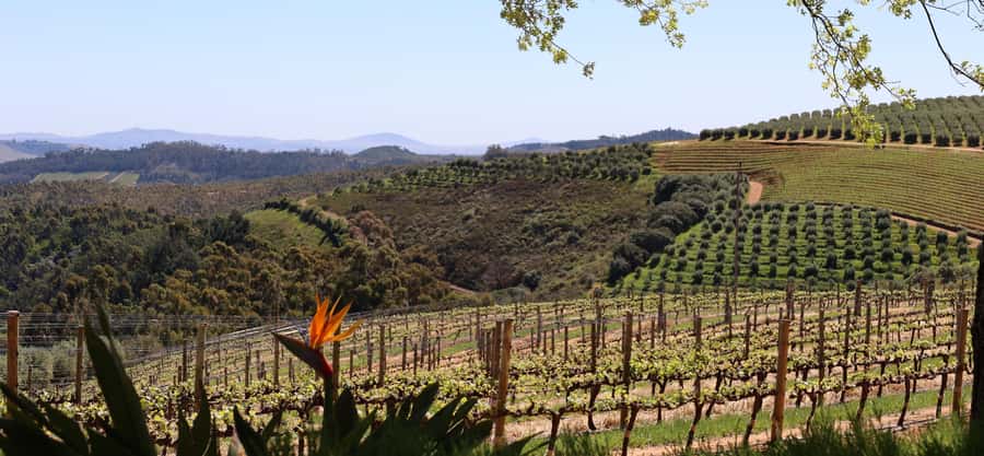 Table Mountain & Constantia Wine Estate Private Combo Tour - Who gets the best value from this tour?