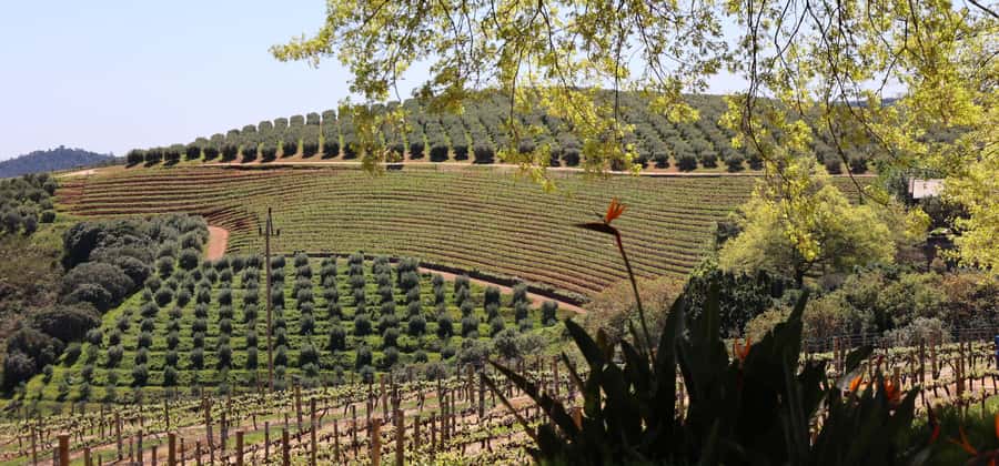 Table Mountain & Constantia Wine Estate Private Combo Tour - Coastal viewpoints between the mountain and wine country