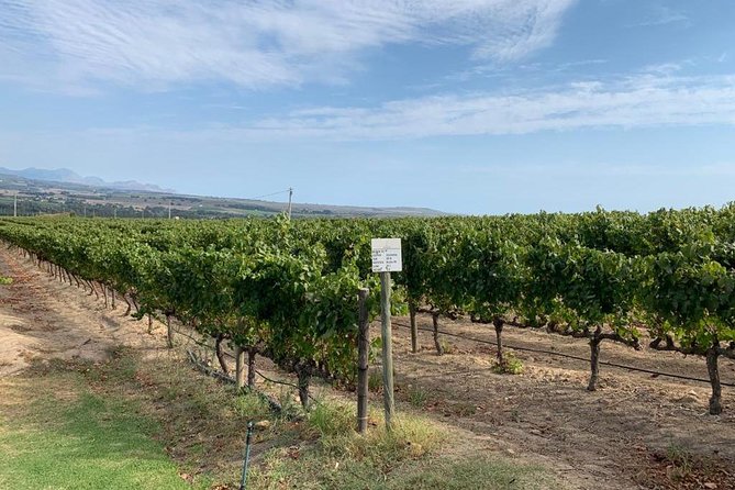 Table Mountain & Constantia Wine Tasting Full Day Tour. - Klein Constantia and the False Bay view