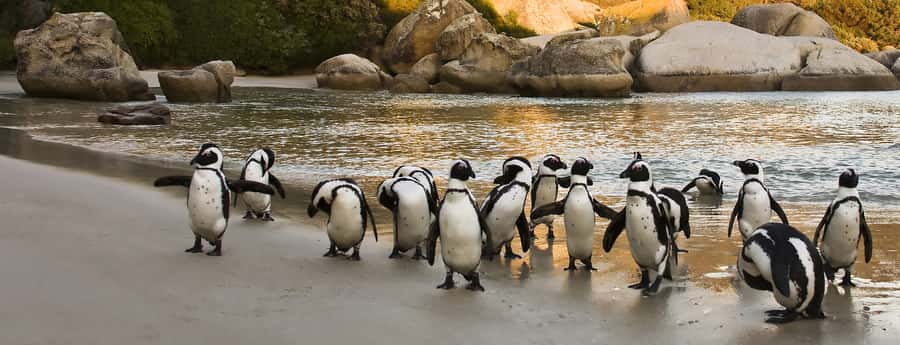 Table Mountain, Penguins & Cape of good hope full day Tour - Key points to know before booking