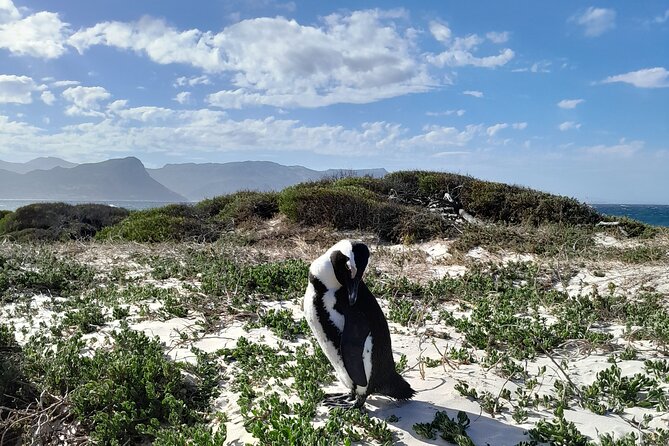 Table Mountain, Penguins & Cape of Good Hope Private Tour - Table Mountain: start with Cape Town from above
