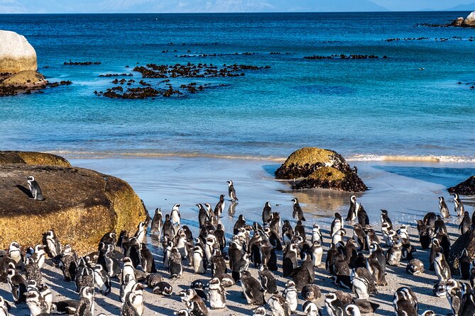 Table Mountain, Penguins & Cape Point Small Group Tour Cape Town - Boulders Beach and the African penguins