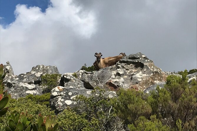 Table Mountain's India Venster Hike + Hotel Pick-Up - Starting at the Cableway station at 6:00 am