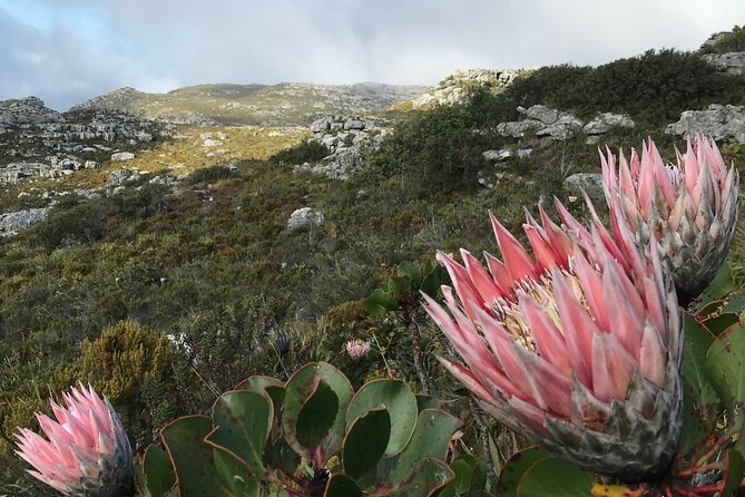 Table Mountain's India Venster Hike + Hotel Pick-Up - Snacks, water, and the practical inclusions