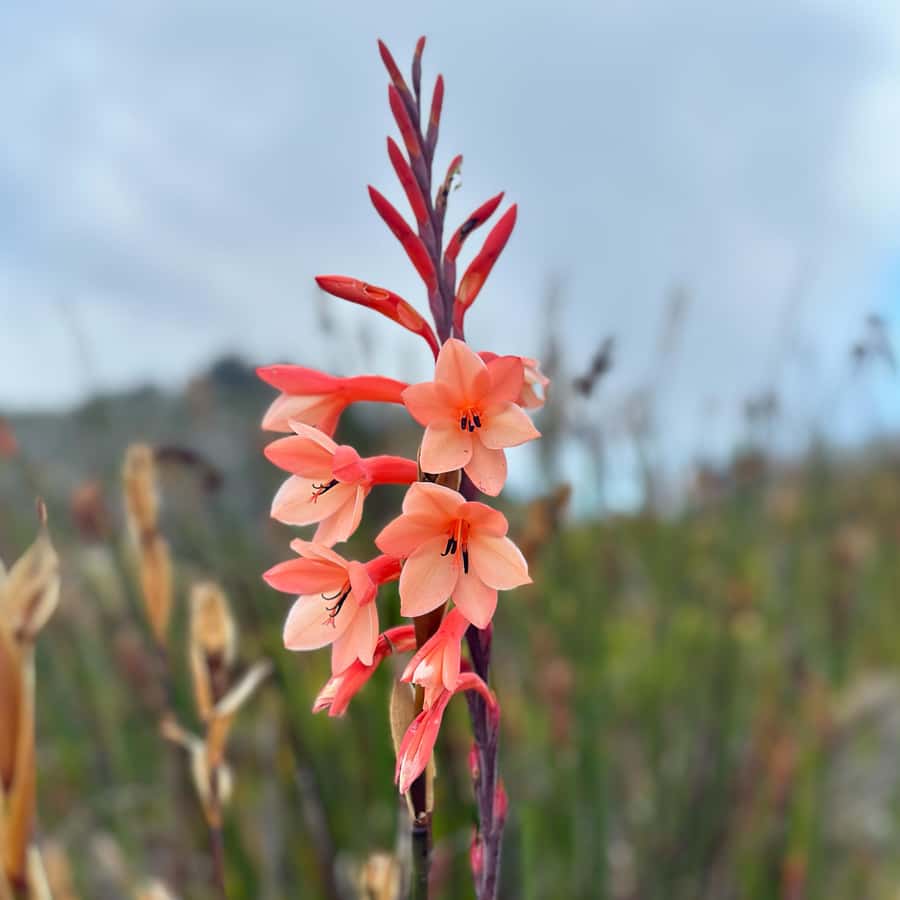 Table Mountain: Skeleton Gorge Hike - Ladders that make the climb feel like an adventure