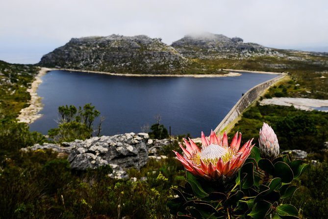 Table Mountain Summit Hike via Kasteelspoort - Fynbos is the main story underfoot