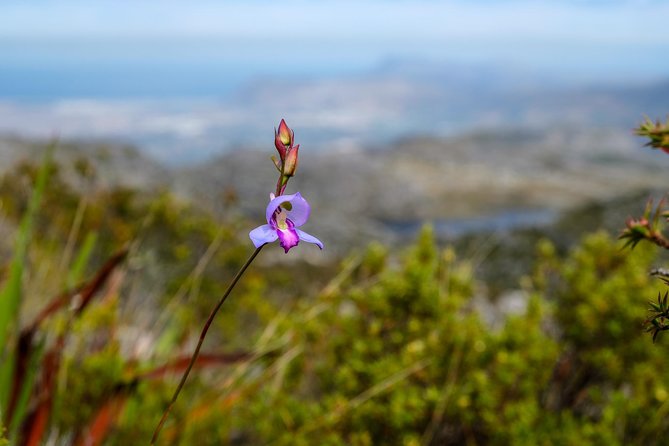 Table Mountain Summit Hike via Kasteelspoort - What the $76.48 price really covers