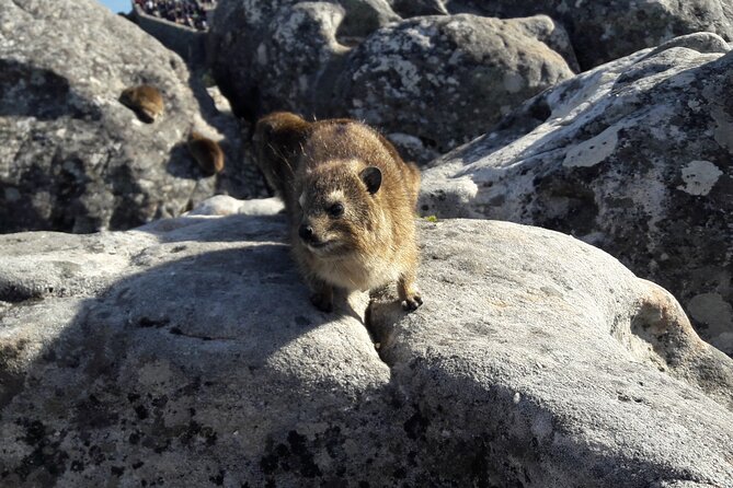 Table Mountain Summit Walk for the Whole Family - PRIVATE - What the guides add to the experience