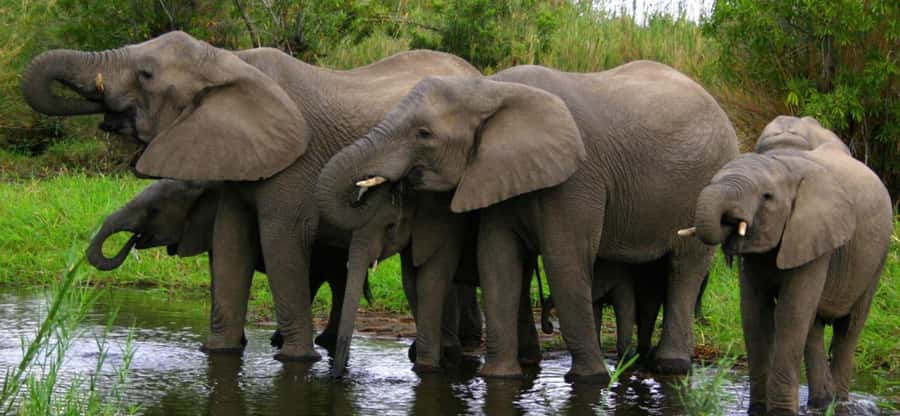 Tala Game Reserve & Natal Lion Park 1/2 Day Tour from Durban - Key points to know before booking