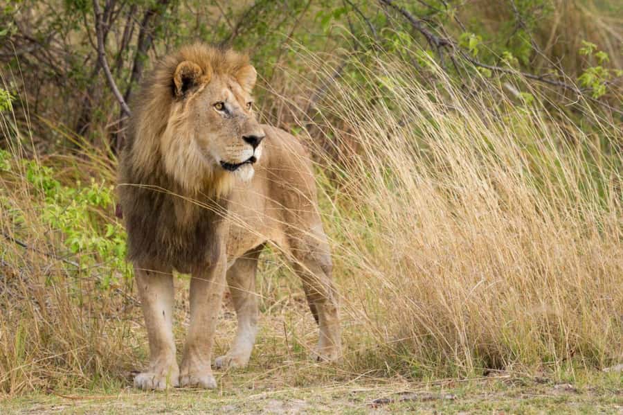 Tala Game Reserve & Natal Lion Park 1/2 Day Tour from Durban - Who will enjoy this half-day safari