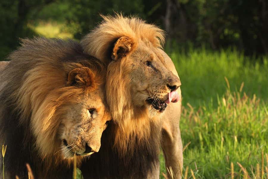Tala Game Reserve & Natal Lion Park 1/2 Day Tour from Durban - Two parks, two very different wildlife experiences