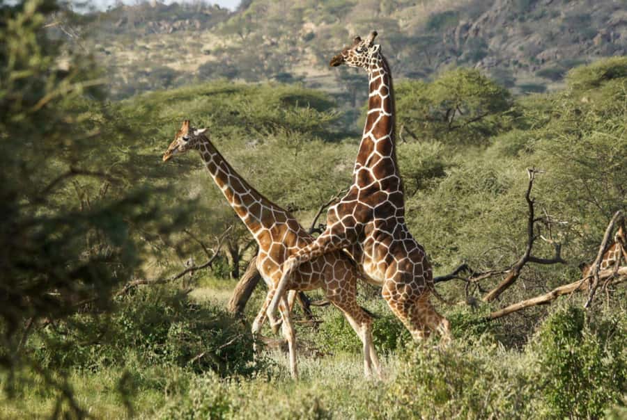 Tala Game Reserve & Natal Lion Park 1/2 Day Tour from Durban - Guides, explanations, and the human side of the tour