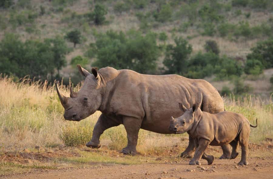 Tala Game Reserve & Natal Lion Park 1/2 Day Tour from Durban - How the $190 price measures up