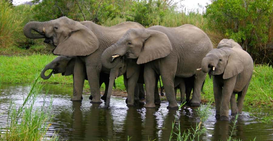 Tala Game Reserve & Natal Lion Park 1/2 Day Tour from Durban - Comfort and timing tips for the morning