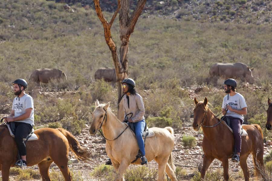 The Best Private Cape Town Safari Day Trip - Aquila Big 5 - Key points to know before booking